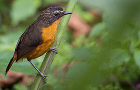 Mountain Robin-Chat