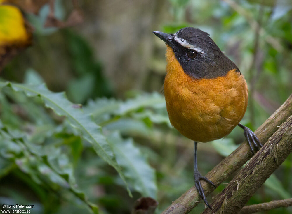 Mountain Robin-Chat