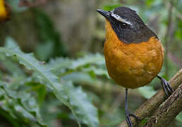 Mountain Robin-Chat