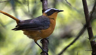 White-browed Robin-Chat