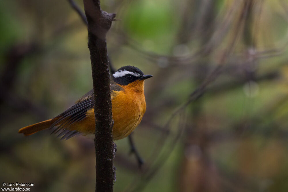 Rüppell's Robin-Chat