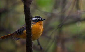 Rüppell's Robin-Chat