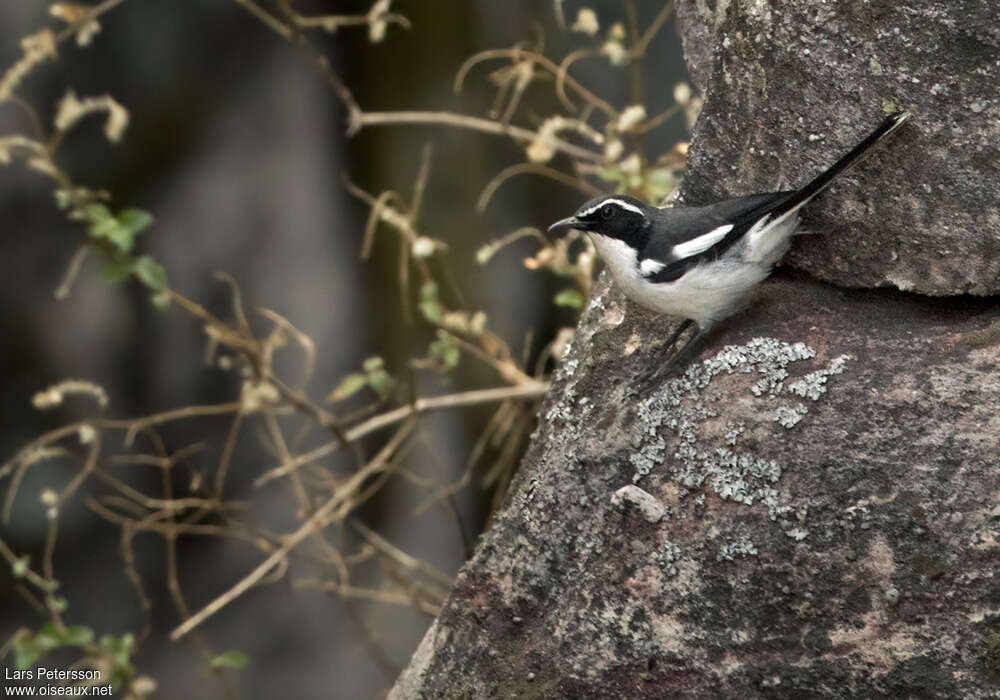 Angolan Cave Chatadult, habitat, pigmentation, Behaviour