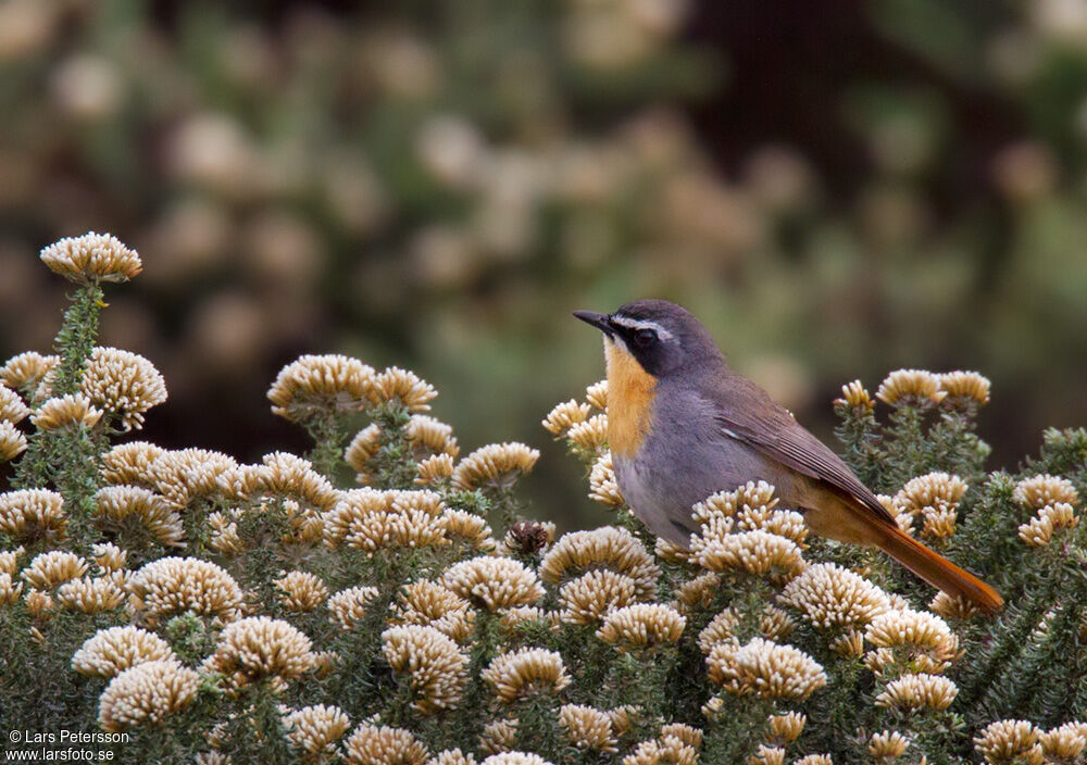 Cape Robin-Chat