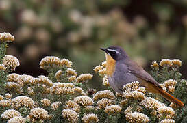 Cape Robin-Chat