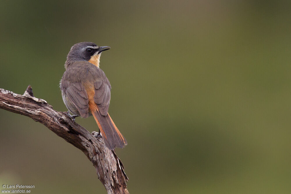 Cape Robin-Chat