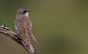 Cape Robin-Chat