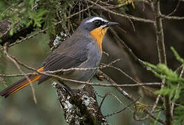 Cape Robin-Chat