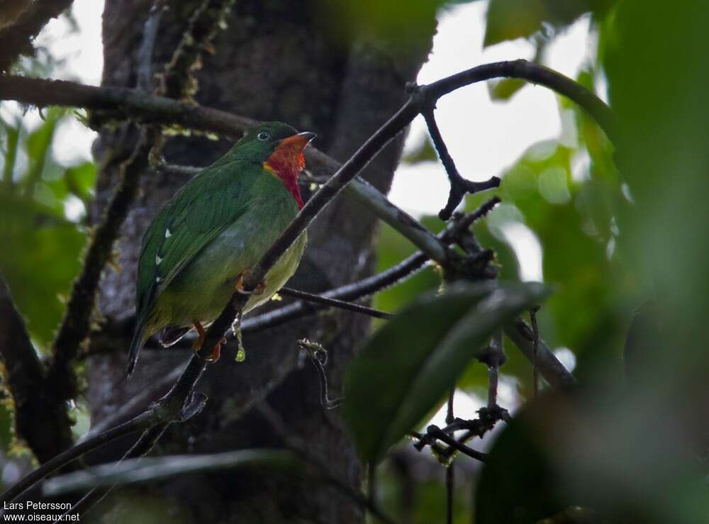 Fiery-throated Fruiteater male adult, identification