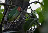 Cotinga à gorge rouge