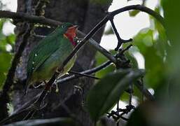 Fiery-throated Fruiteater