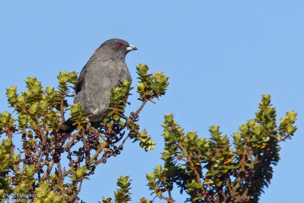 Red-crested Cotinga