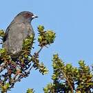 Cotinga à huppe rouge