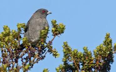 Cotinga à huppe rouge