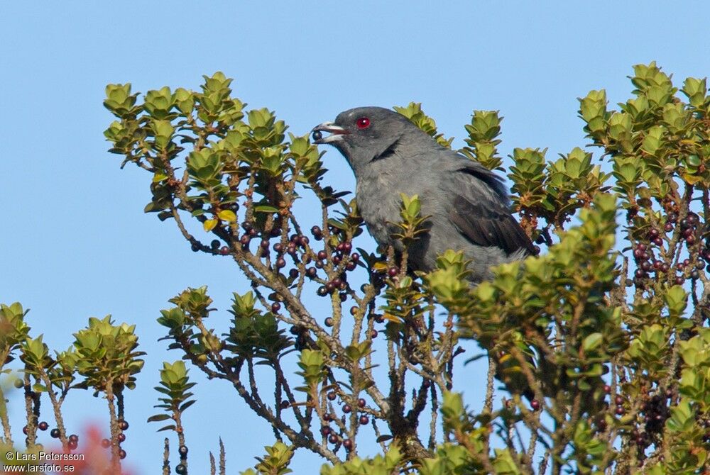 Red-crested Cotinga