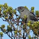 Cotinga à huppe rouge