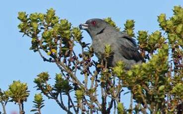 Cotinga à huppe rouge