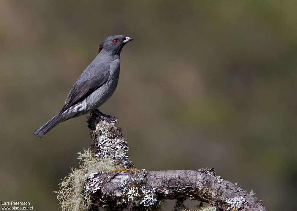 Red-crested Cotingaadult, identification