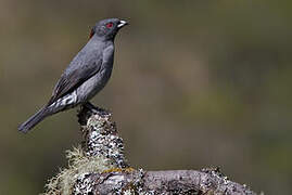 Cotinga à huppe rouge