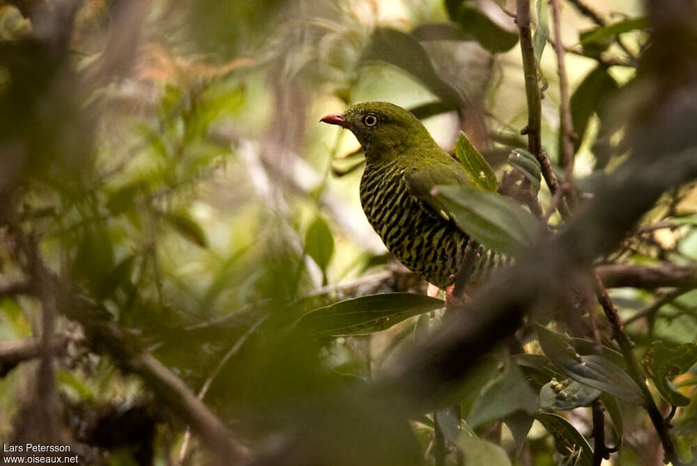 Cotinga barré femelle adulte, identification