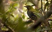 Cotinga barré