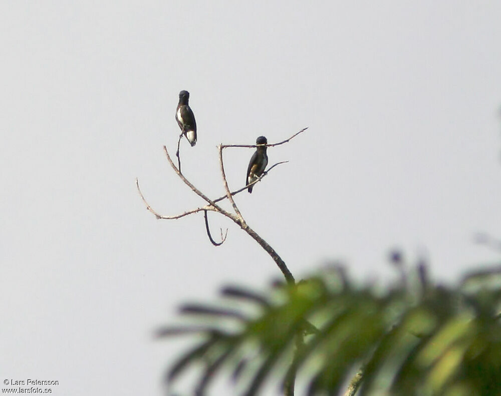 Dusky Purpletuft