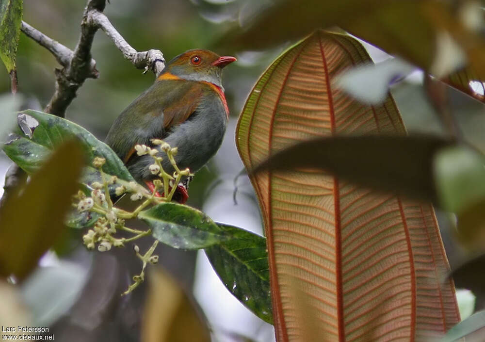 Cotinga cordon-rougeadulte, identification