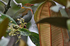 Cotinga cordon-rouge