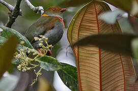 Red-banded Fruiteater