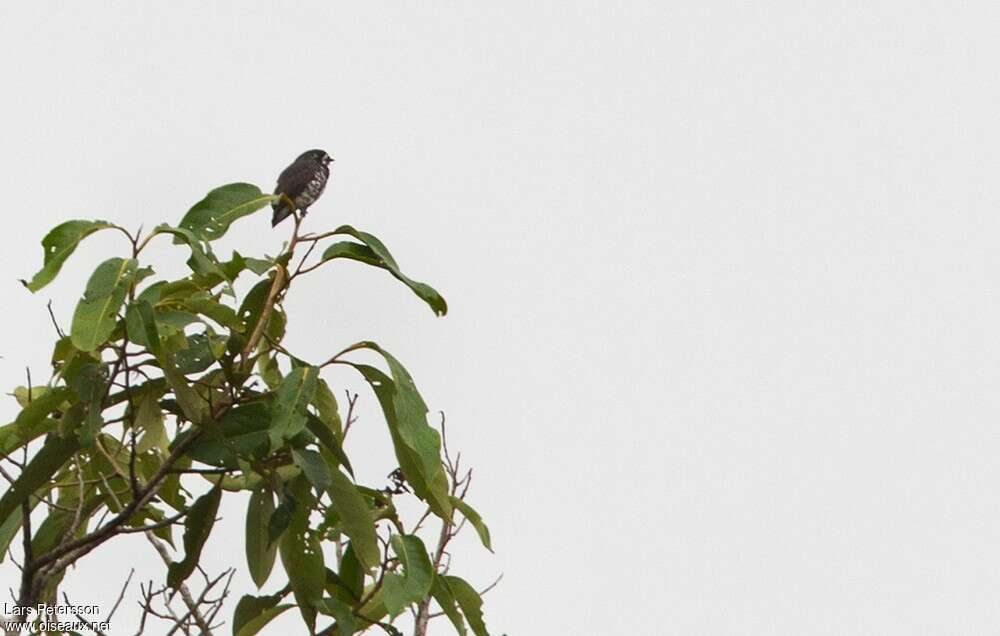 White-browed Purpletuft, habitat