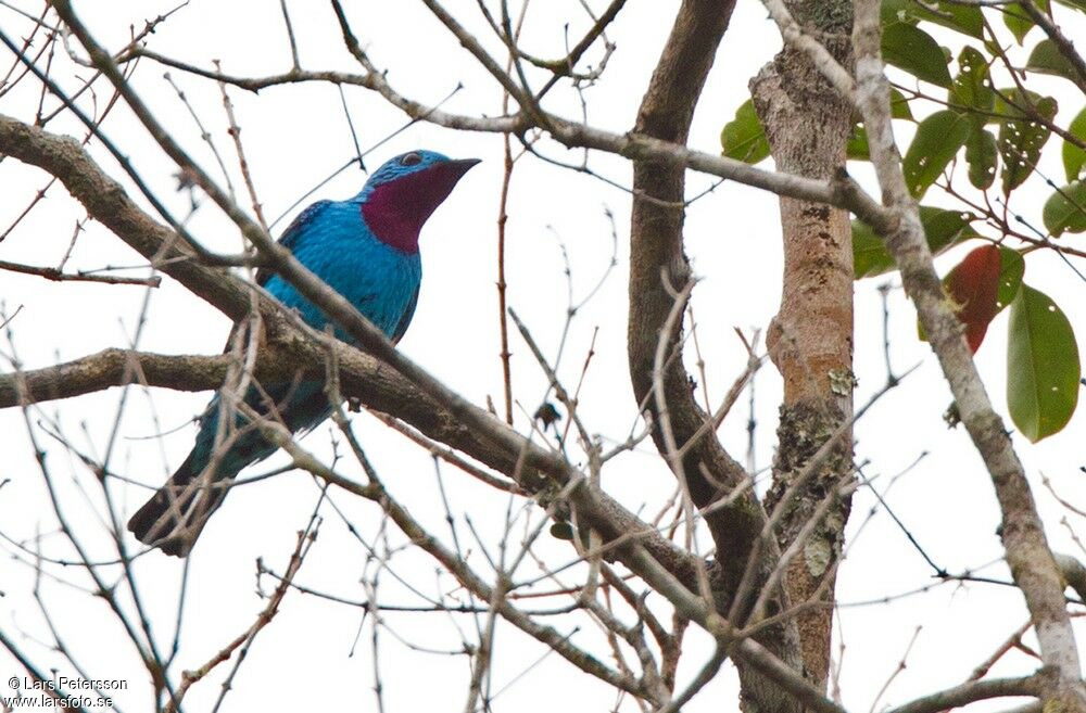 Cotinga de Cayenne