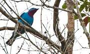 Cotinga de Cayenne