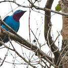 Cotinga de Cayenne