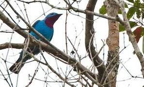 Spangled Cotinga