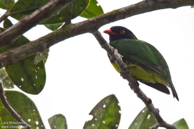 Black-chested Fruiteater male adult