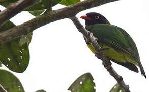 Black-chested Fruiteater