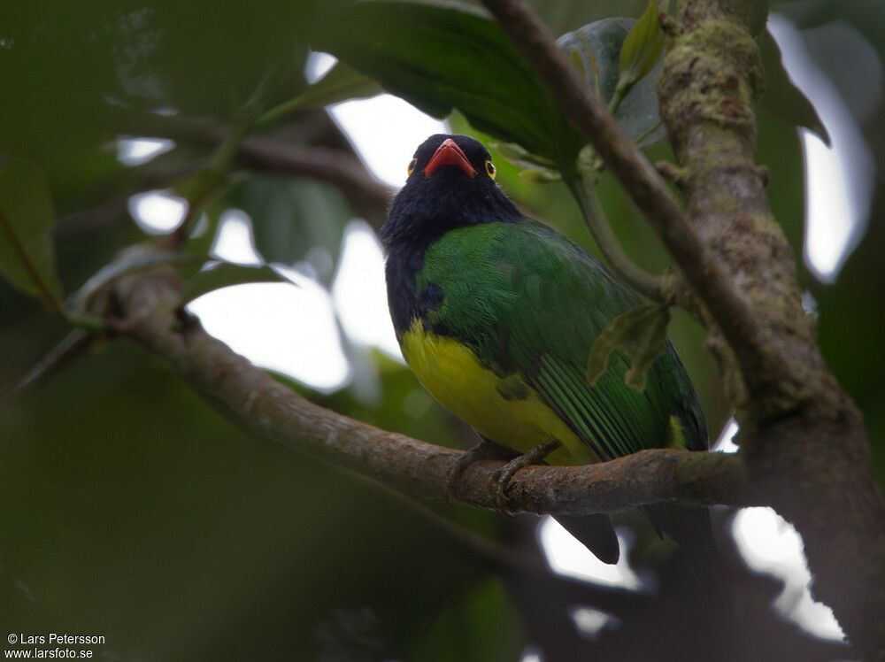 Black-chested Fruiteater