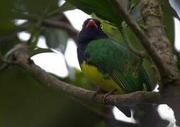 Black-chested Fruiteater