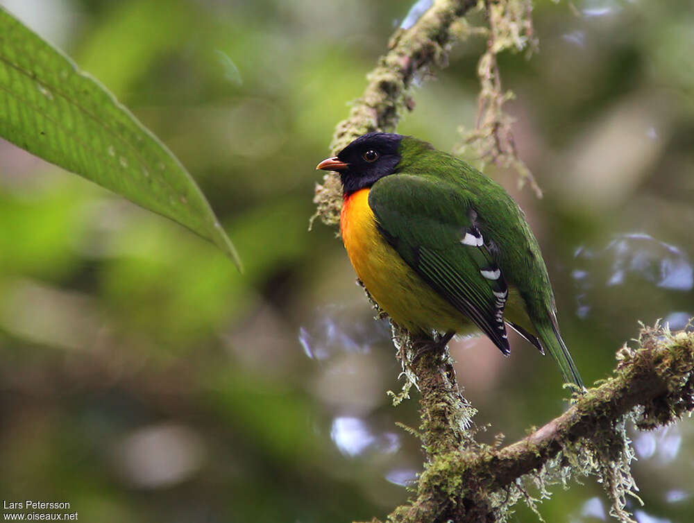 Handsome Fruiteater male adult, identification