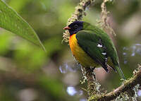 Cotinga magnifique