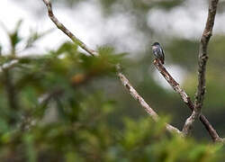 Buff-throated Purpletuft