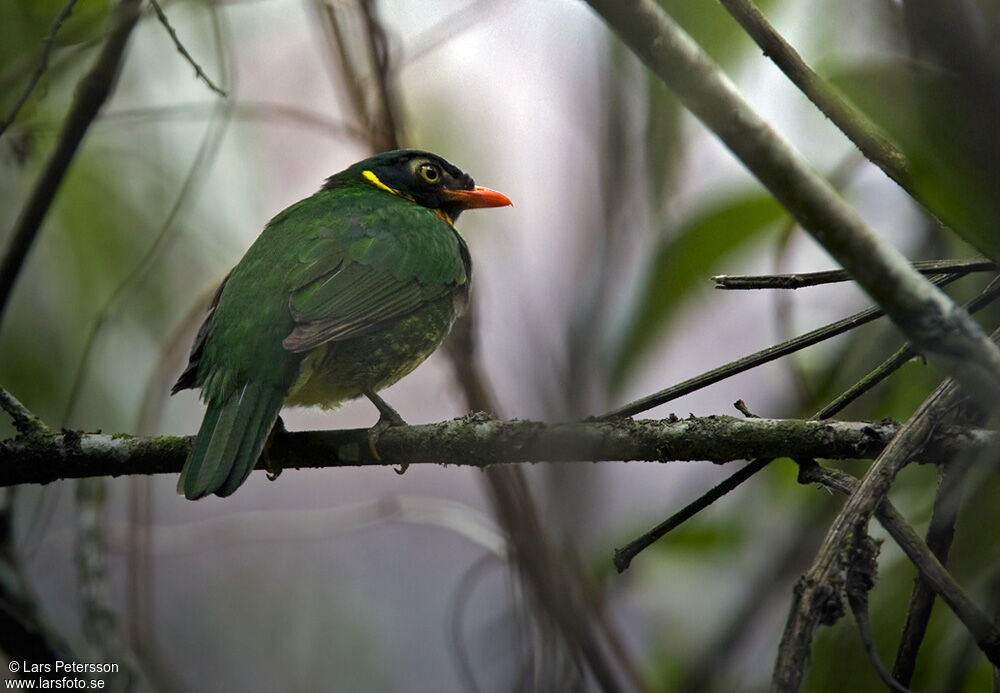 Masked Fruiteater