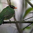 Cotinga masqué