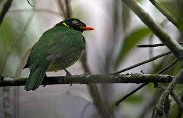 Cotinga masqué