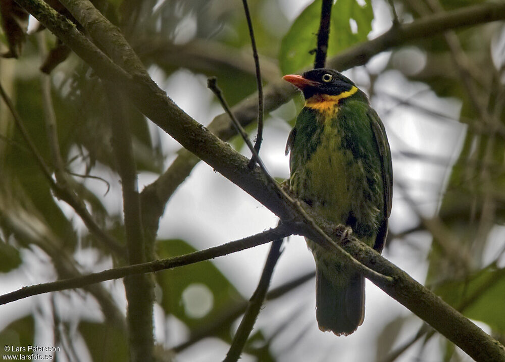 Masked Fruiteater