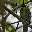Cotinga masqué