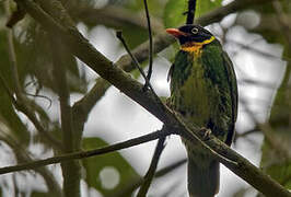 Cotinga masqué