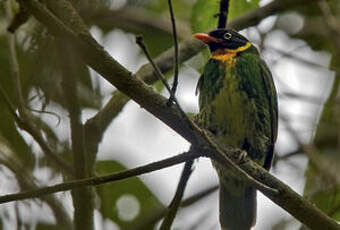 Cotinga masqué