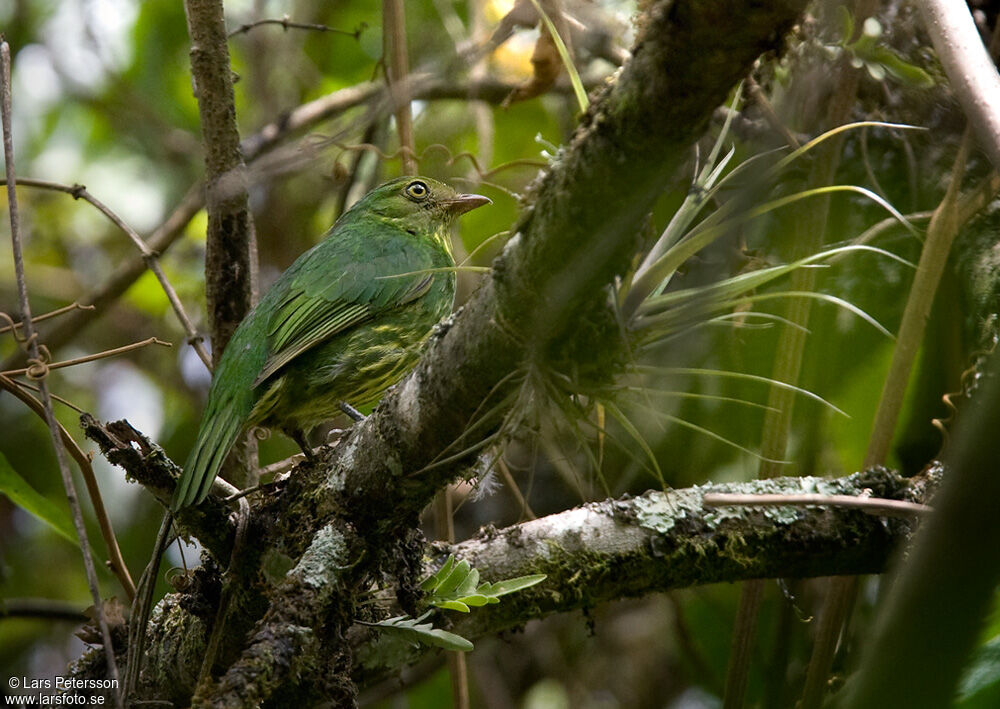 Cotinga masqué