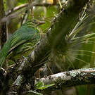 Cotinga masqué